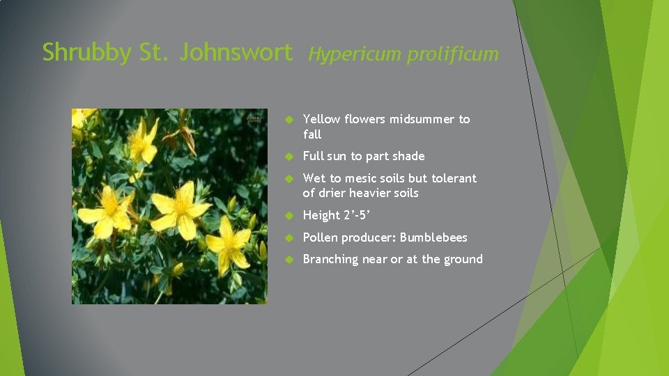 Shrubby St. Johnswort Hypericum prolificum Yellow flowers midsummer to fall Full sun to part
