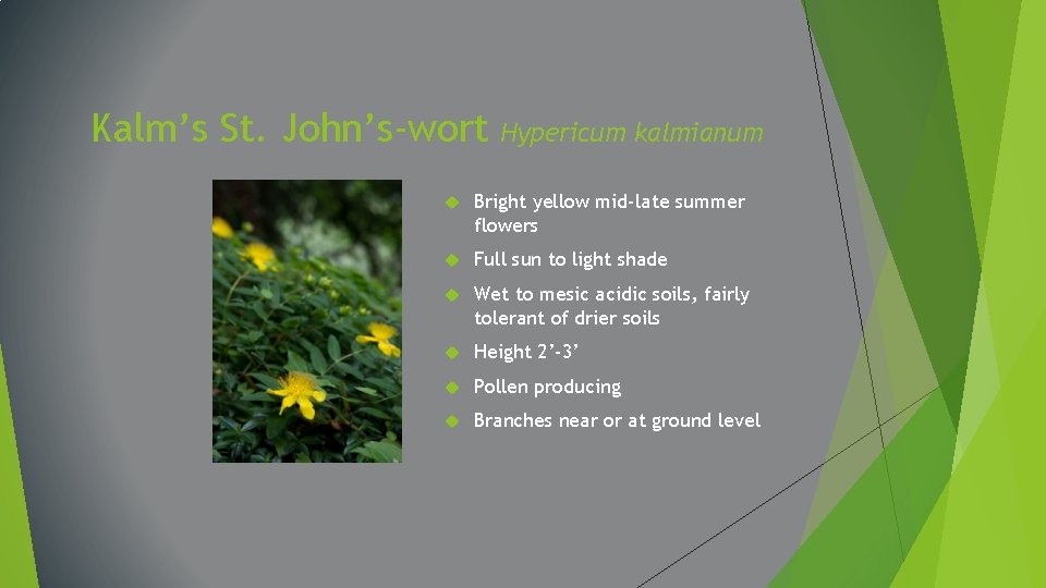 Kalm’s St. John’s-wort Hypericum kalmianum Bright yellow mid-late summer flowers Full sun to light