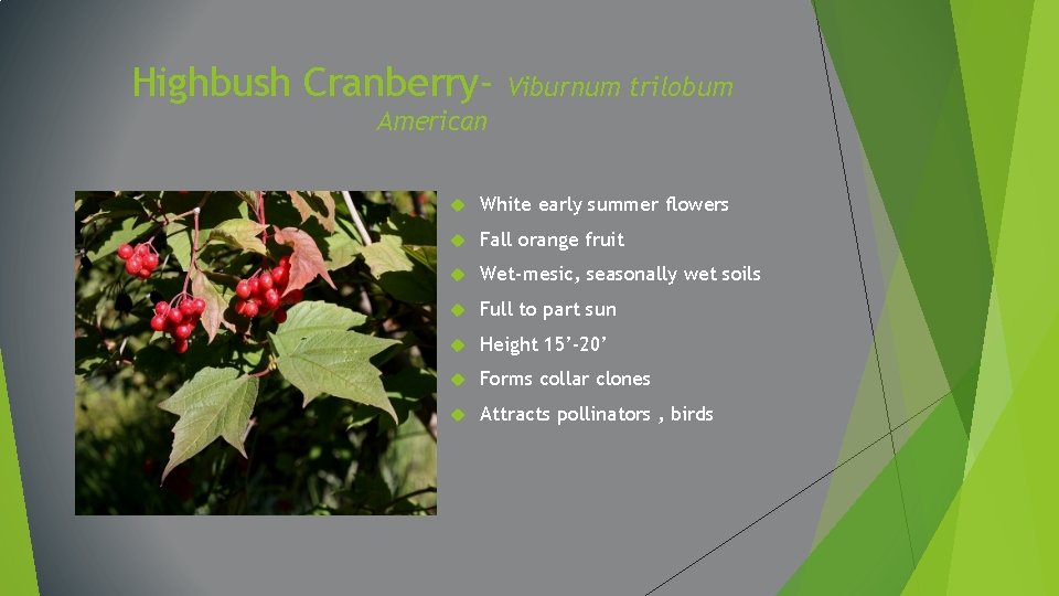 Highbush Cranberry- Viburnum trilobum American White early summer flowers Fall orange fruit Wet-mesic, seasonally