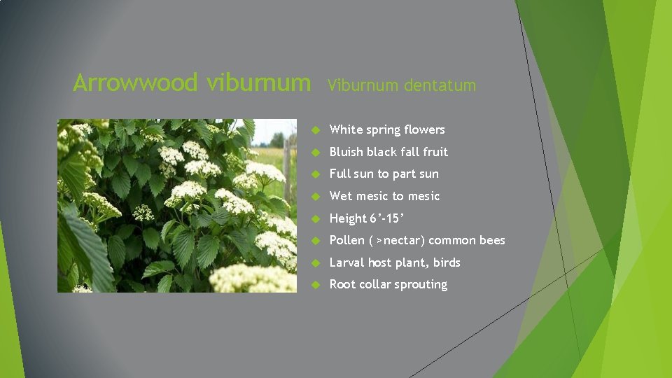 Arrowwood viburnum Viburnum dentatum White spring flowers Bluish black fall fruit Full sun to