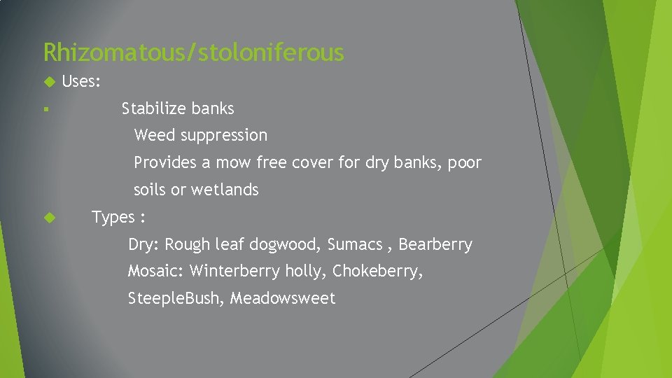 Rhizomatous/stoloniferous § Uses: Stabilize banks Weed suppression Provides a mow free cover for dry