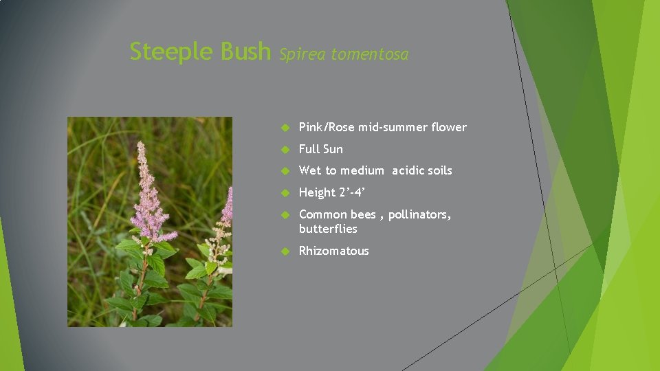 Steeple Bush Spirea tomentosa Pink/Rose mid-summer flower Full Sun Wet to medium acidic soils