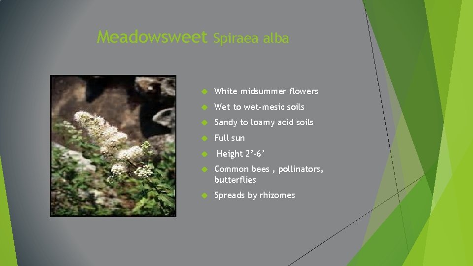 Meadowsweet Spiraea alba White midsummer flowers Wet to wet-mesic soils Sandy to loamy acid