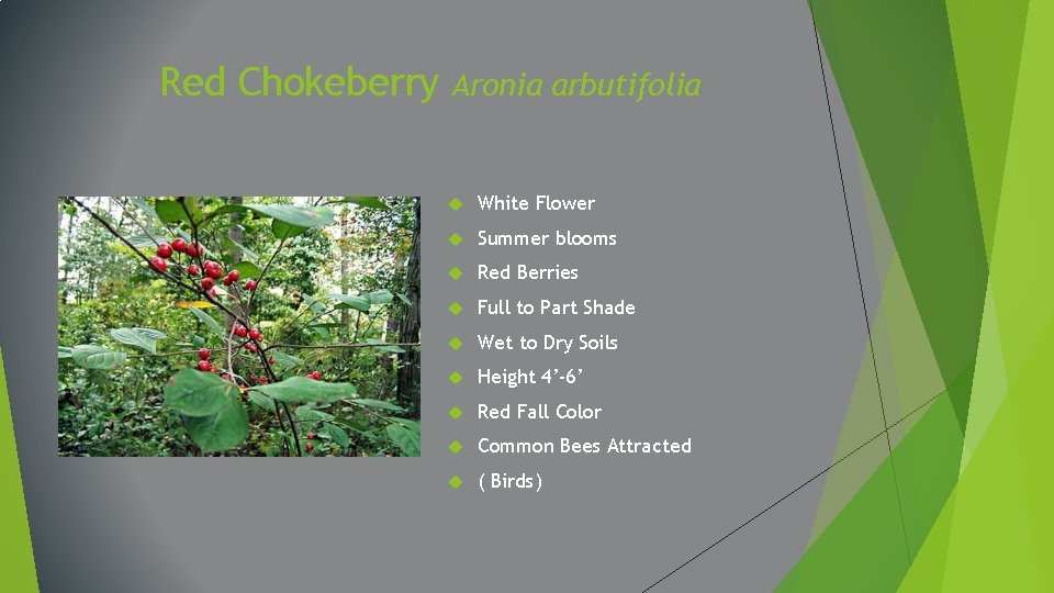 Red Chokeberry Aronia arbutifolia White Flower Summer blooms Red Berries Full to Part Shade