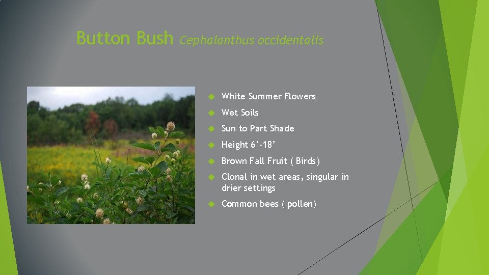 Button Bush Cephalanthus occidentalis White Summer Flowers Wet Soils Sun to Part Shade Height