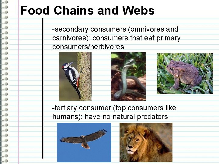 Food Chains and Webs -secondary consumers (omnivores and carnivores): consumers that eat primary consumers/herbivores