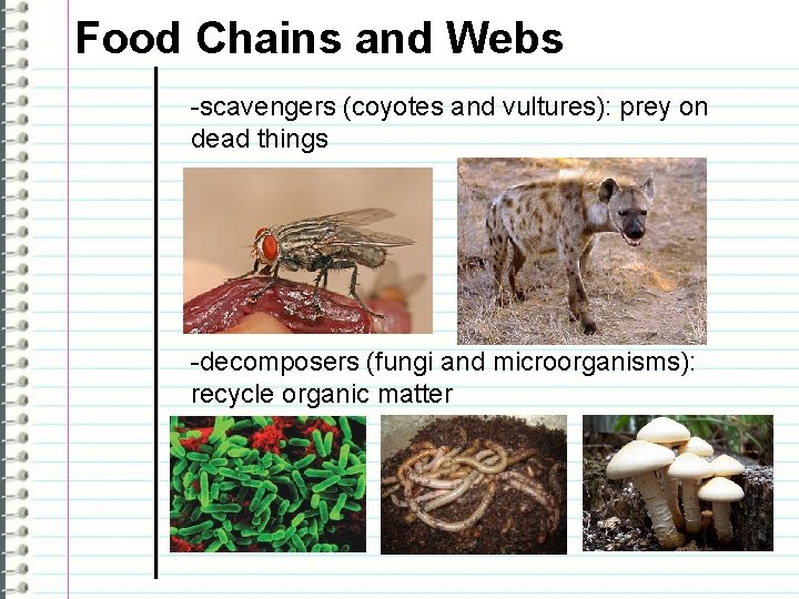 Food Chains and Webs -scavengers (coyotes and vultures): prey on dead things -decomposers (fungi