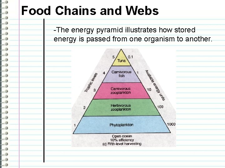 Food Chains and Webs -The energy pyramid illustrates how stored energy is passed from