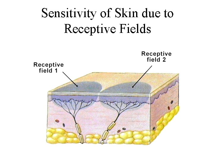 Sensitivity of Skin due to Receptive Fields 