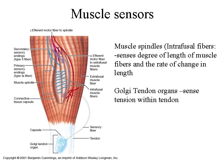 Muscle sensors Muscle spindles (Intrafusal fibers: -senses degree of length of muscle fibers and