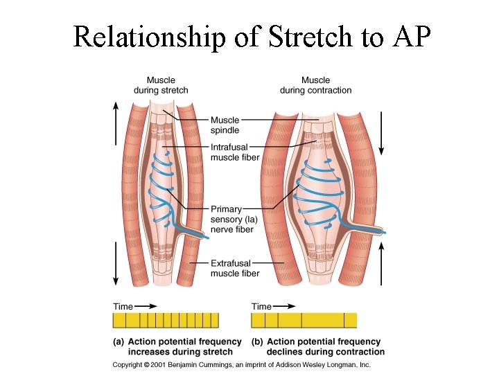 Relationship of Stretch to AP 