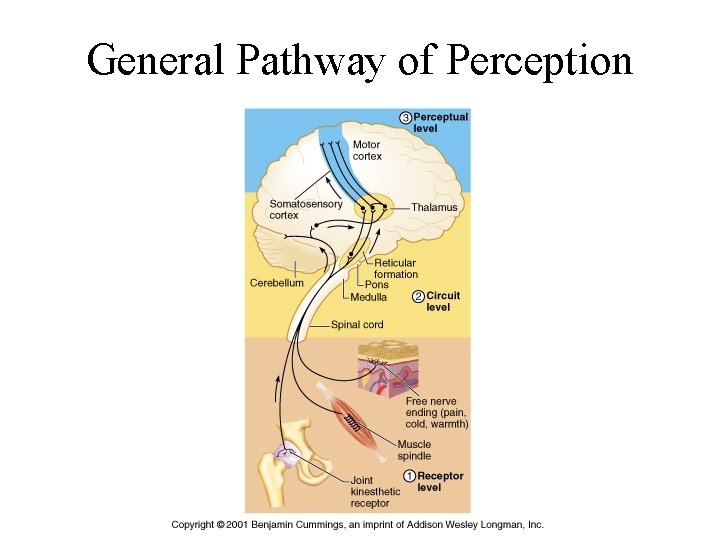 General Pathway of Perception 