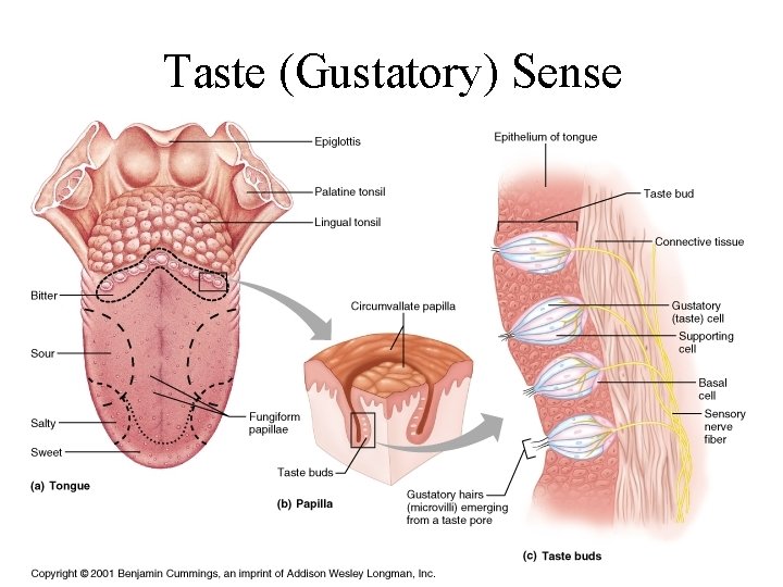 Taste (Gustatory) Sense 