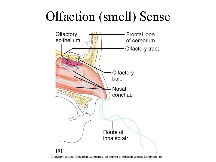 Olfaction (smell) Sense 