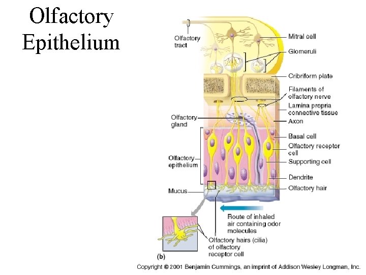 Olfactory Epithelium 