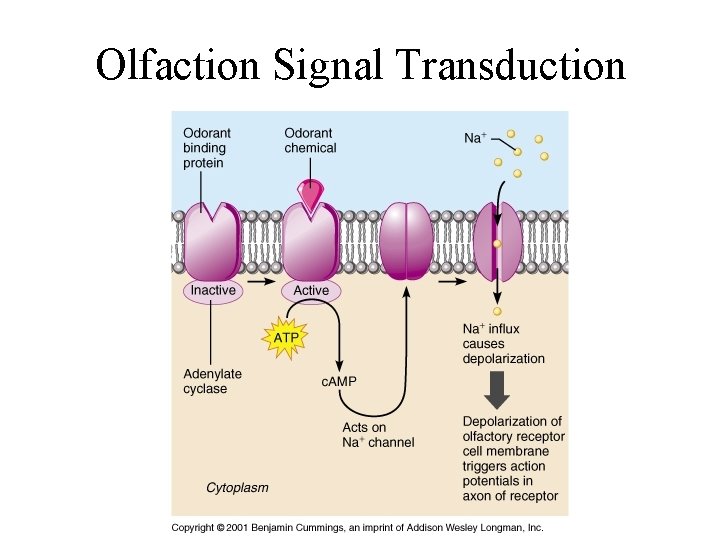 Olfaction Signal Transduction 