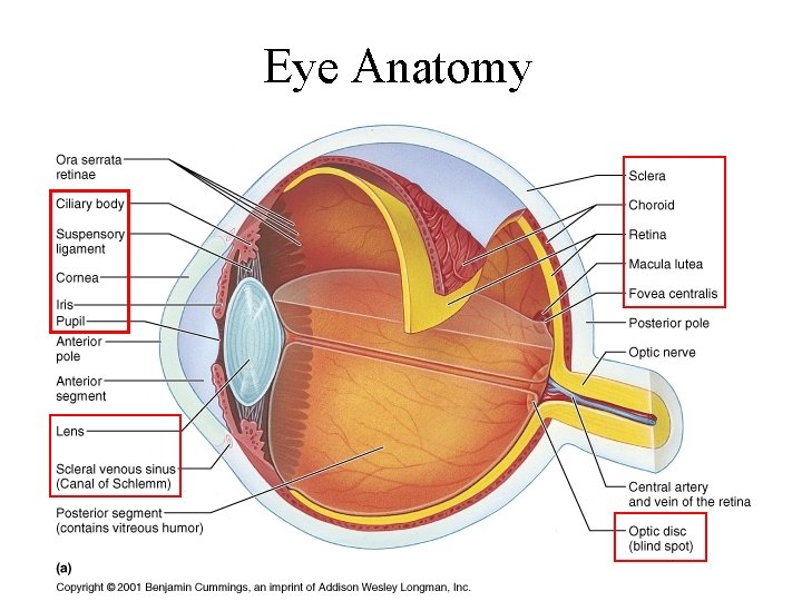 Eye Anatomy 