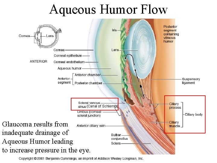 Aqueous Humor Flow (Canal of Schlemm) Glaucoma results from inadequate drainage of Aqueous Humor