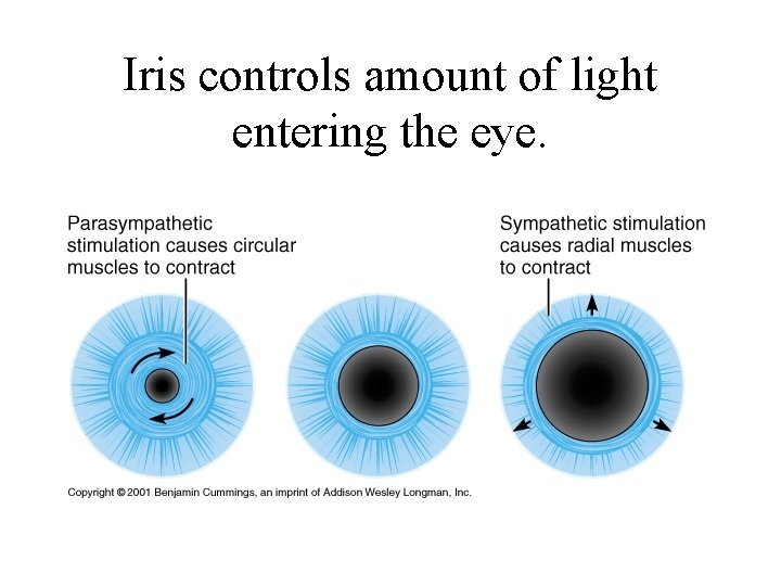 Iris controls amount of light entering the eye. 