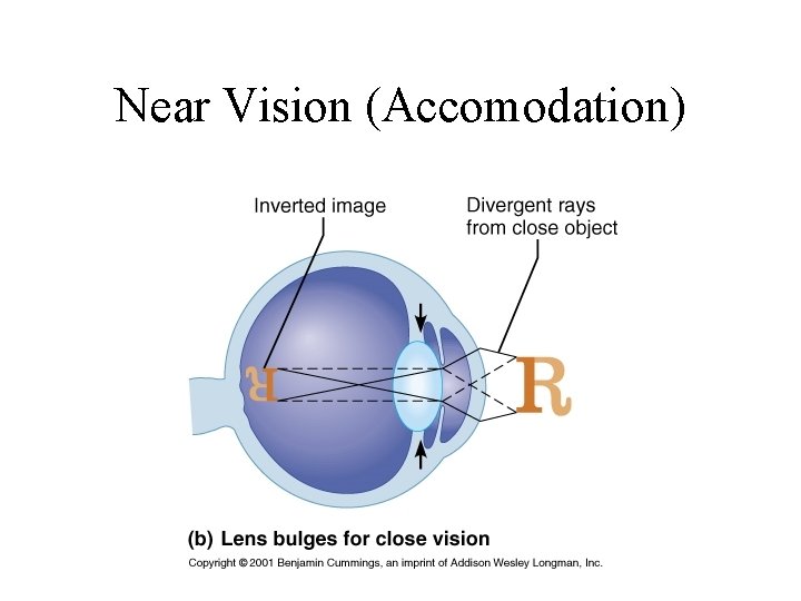 Near Vision (Accomodation) 