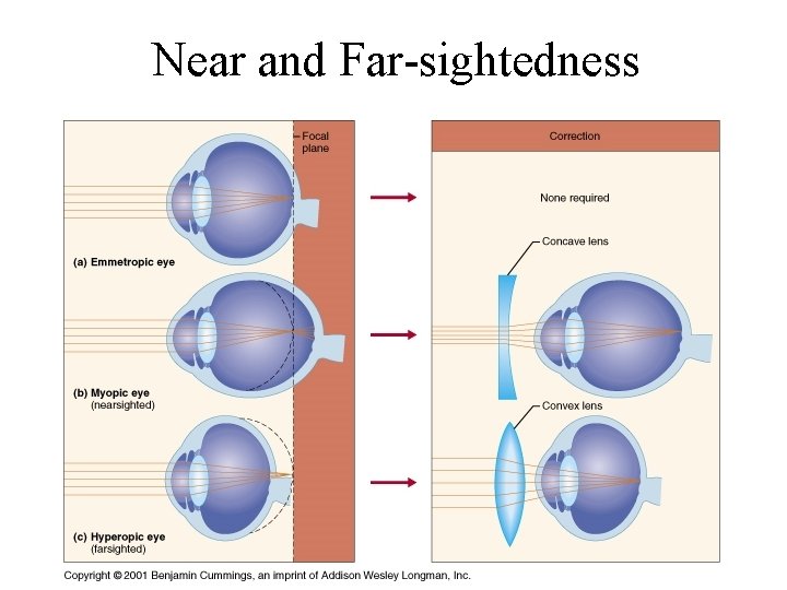 Near and Far-sightedness 