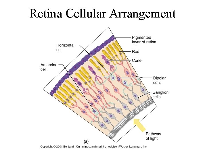 Retina Cellular Arrangement 