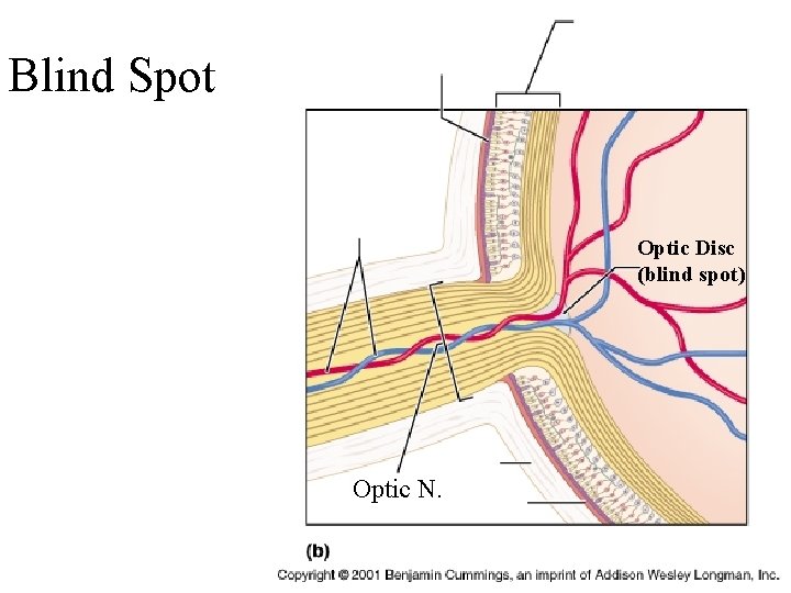 Blind Spot Optic Disc (blind spot) Optic N. 