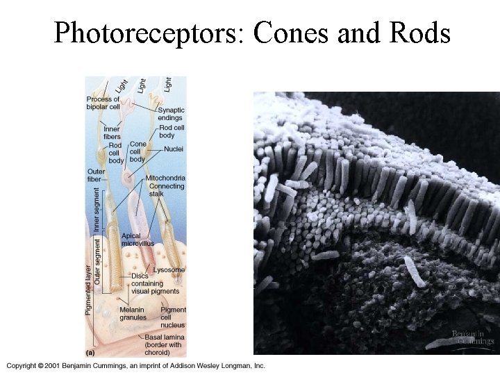 Photoreceptors: Cones and Rods 