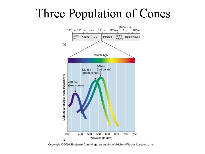 Three Population of Cones 