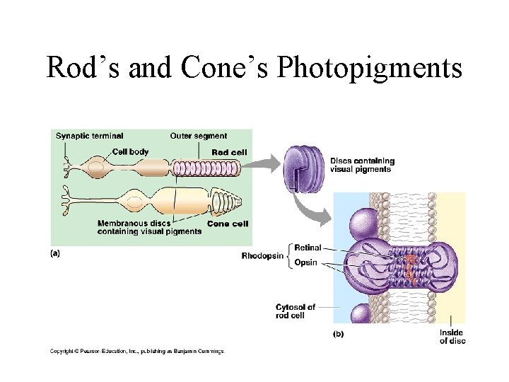 Rod’s and Cone’s Photopigments 