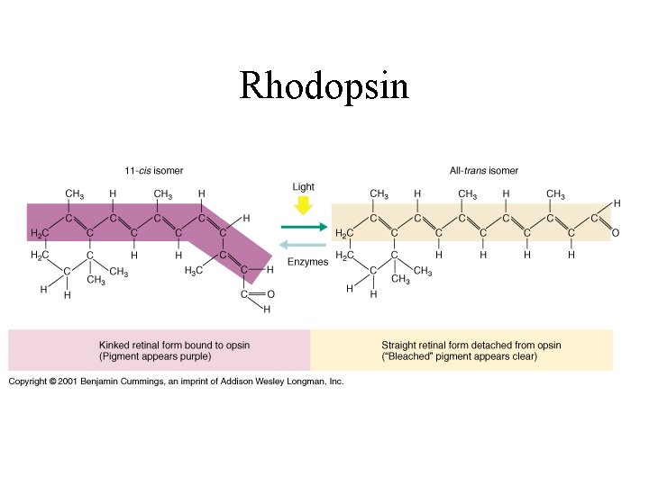 Rhodopsin 