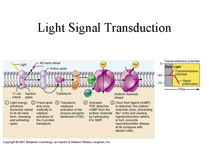 Light Signal Transduction 