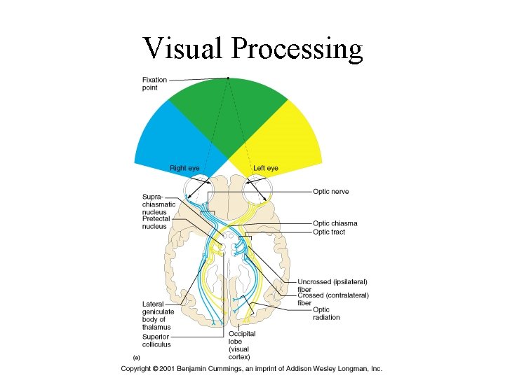 Visual Processing 