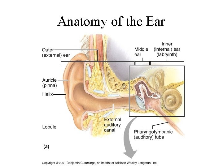 Anatomy of the Ear 