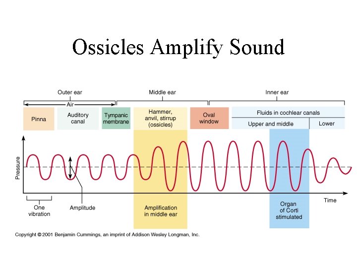 Ossicles Amplify Sound 