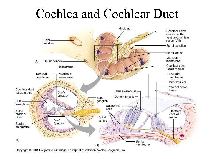 Cochlea and Cochlear Duct 