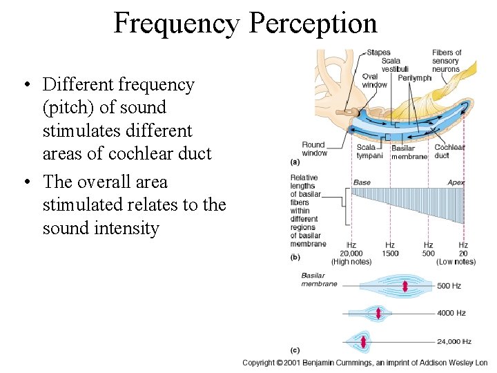 Frequency Perception • Different frequency (pitch) of sound stimulates different areas of cochlear duct