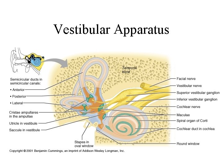 Vestibular Apparatus 