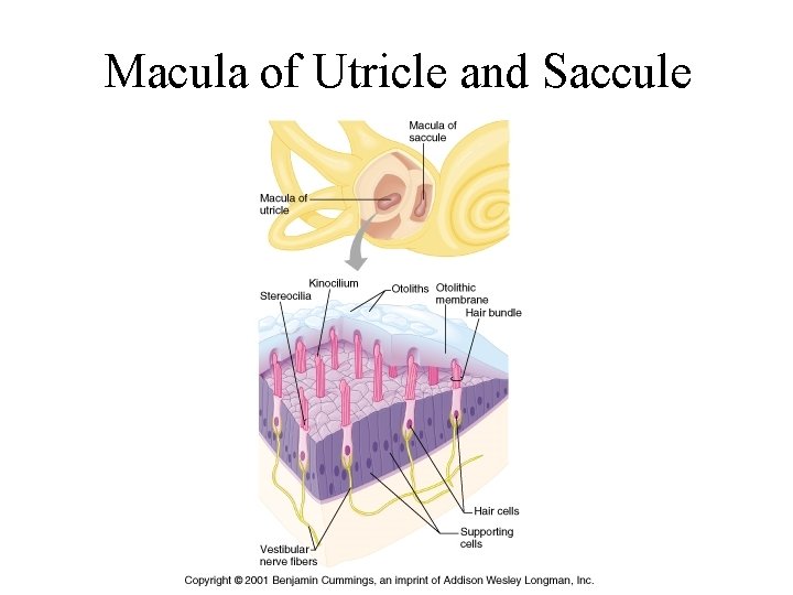 Macula of Utricle and Saccule 