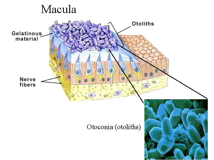 Macula Otoconia (otoliths) 