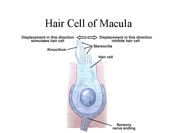 Hair Cell of Macula 