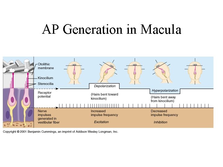 AP Generation in Macula 