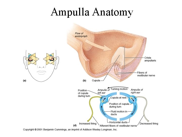 Ampulla Anatomy 