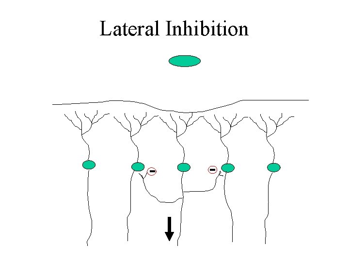Lateral Inhibition - - 