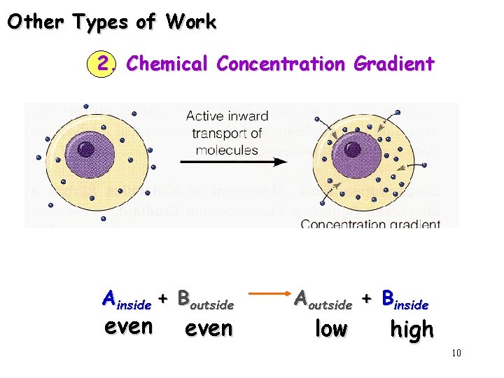 Other Types of Work 2. Chemical Concentration Gradient Ainside + Boutside even Aoutside +