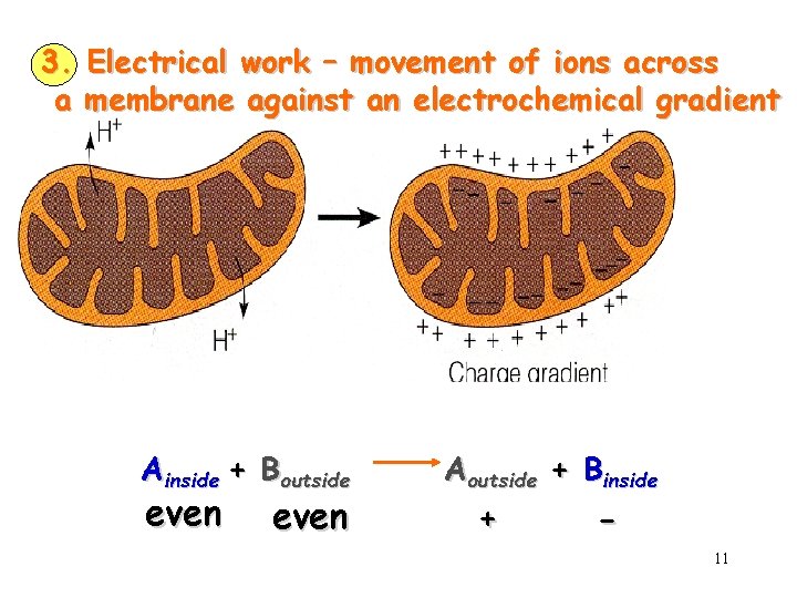 3. Electrical work – movement of ions across a membrane against an electrochemical gradient