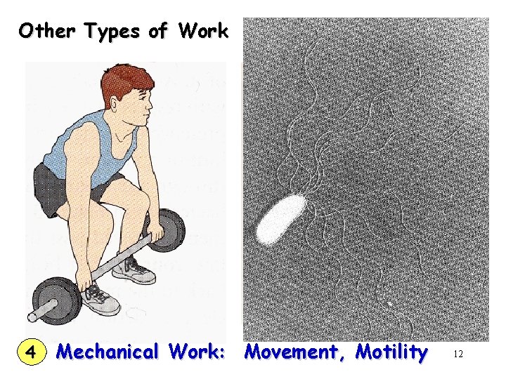 Other Types of Work 4 Mechanical Work: Movement, Motility 12 