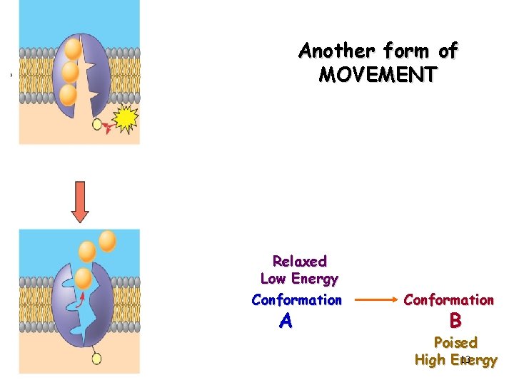 Another form of MOVEMENT Relaxed Low Energy Conformation A Conformation B Poised 13 High