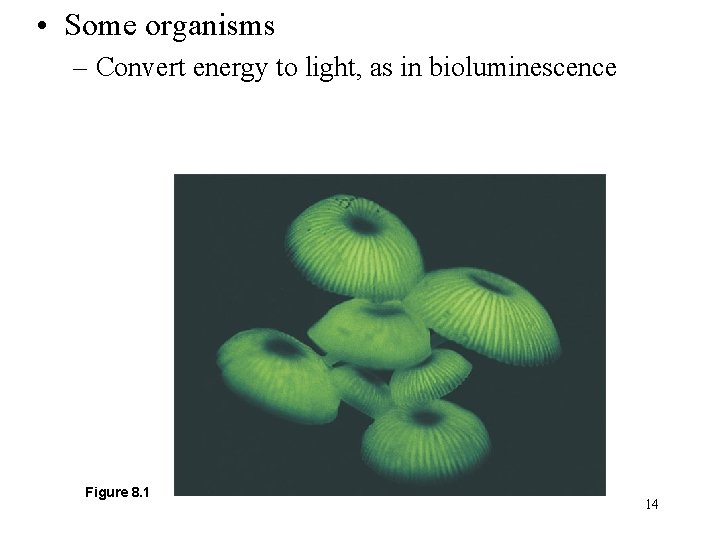  • Some organisms – Convert energy to light, as in bioluminescence Figure 8.