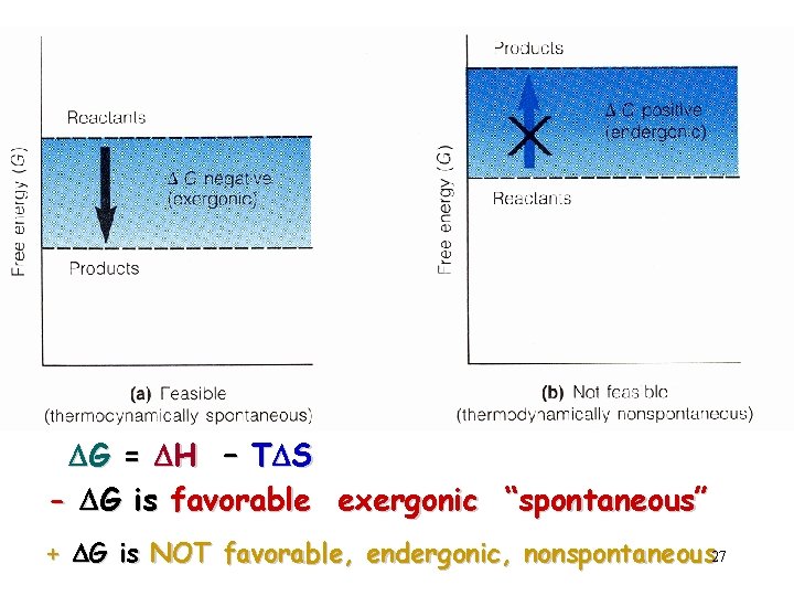 DG = DH – TDS - DG is favorable exergonic “spontaneous” + DG is